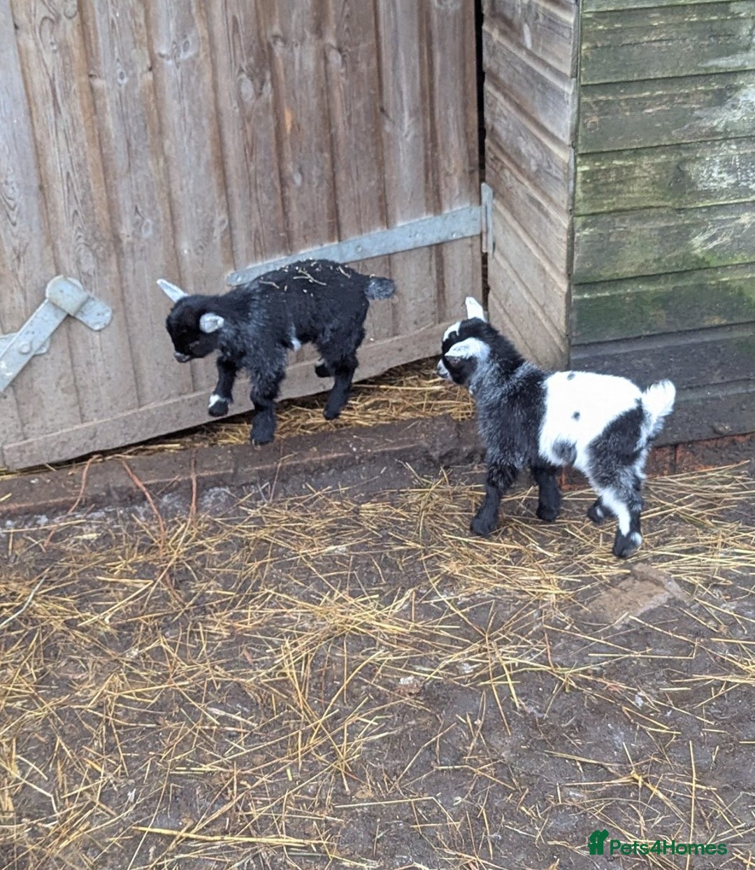Goats livestock for sale: Nigerian Pygmy Goats for sale x 10 - Advert 4