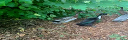 Ducks poultry for sale: 2 Indian Runner duck drakes in Appleby-in-Westmorland - Advert 3