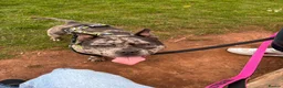 American Bully dogs for sale: Mother and son pocket bullys in Stoke-on-Trent - Advert 4