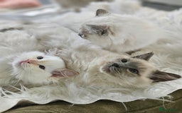 Ragdoll cats for sale: Pure Ragdoll Kittens - Image 14