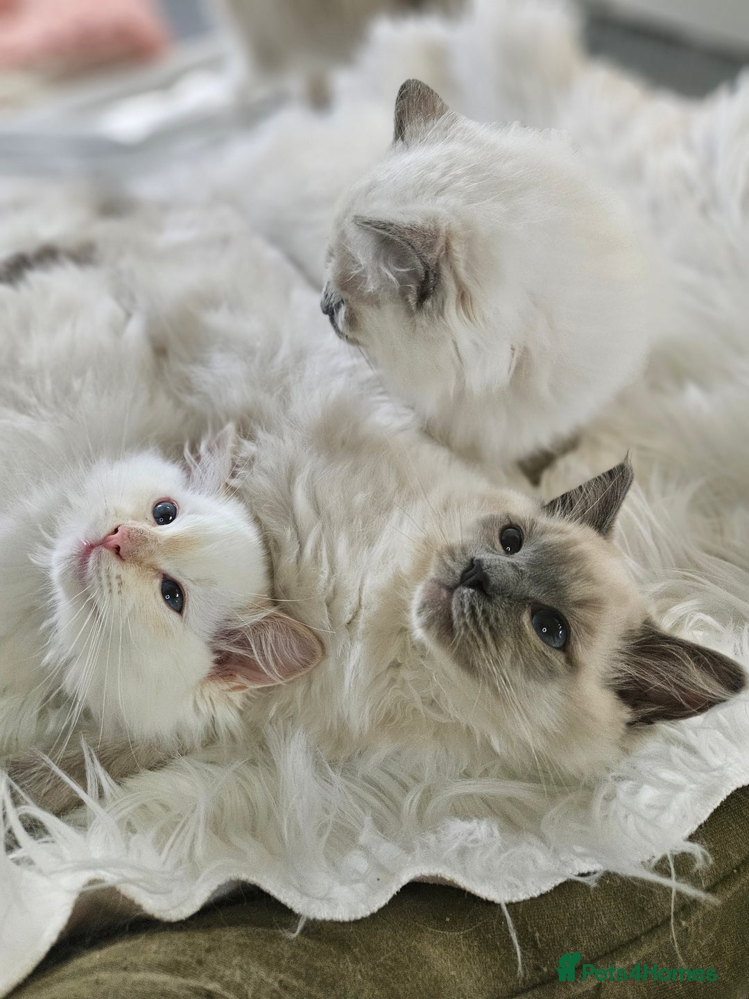 Ragdoll cats for sale: Pure Ragdoll Kittens - Image 14