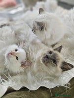 Ragdoll cats - Advert 15