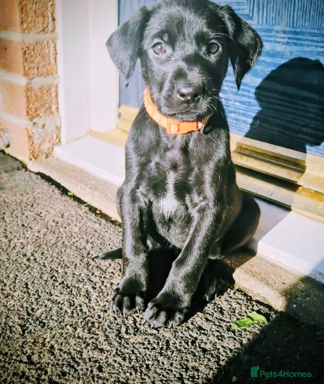 Mixed Breed dogs for sale: Dutch shepherd X pointer puppies  - Advert 23