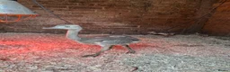 Emus poultry for sale: Rhea chicks  - Advert 8