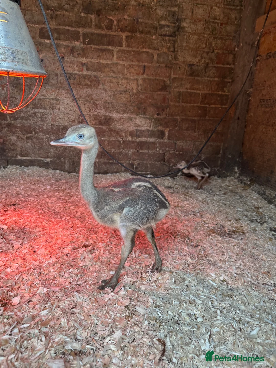 Emus poultry for sale: Rhea chicks  - Advert 8