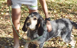 Grand Bleu De Gascogne dogs for adoption: Thor  - Image 11