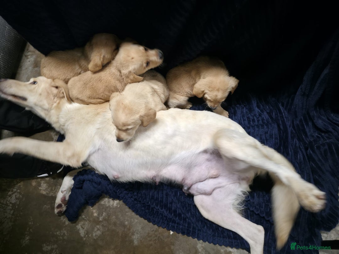 Labrador Retriever dogs for sale: Golden Labrador puppies  - Image 3