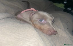 Miniature Dachshund dogs for sale: 8 month miniature dachshund for sale - Image 1
