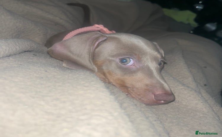 Miniature Dachshund dogs - Advert 1