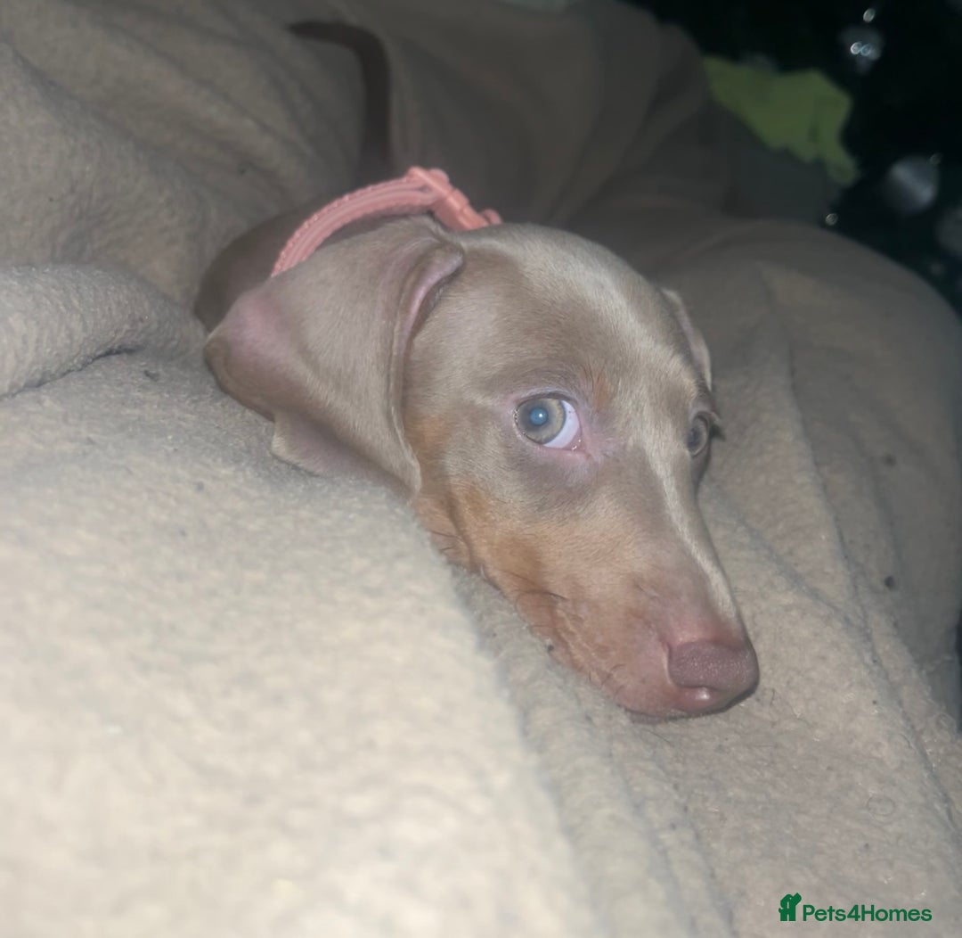 Miniature Dachshund dogs for sale: 8 month miniature dachshund for sale - Image 1