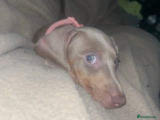 Miniature Dachshund dogs - Advert 7