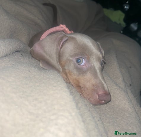 Miniature Dachshund dogs - Advert 10