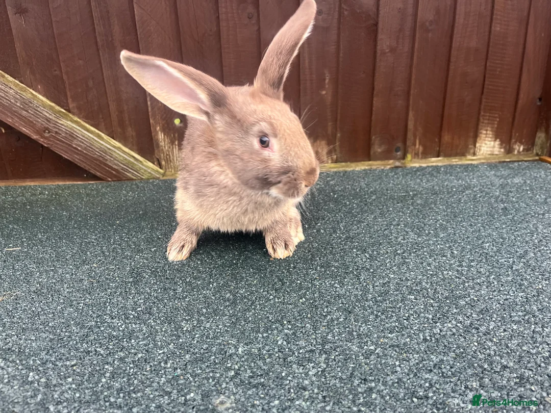 Mixed Breed rabbits for sale: Many Mixed rabbits  - Advert 5