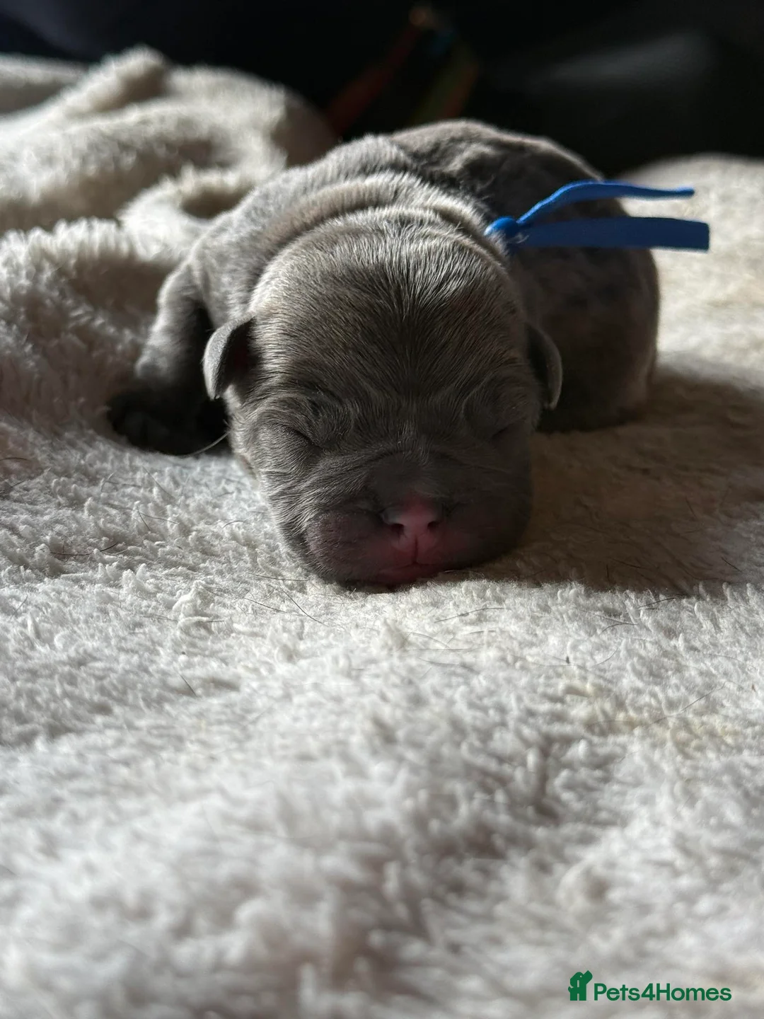 French Bulldog dogs for sale: Frenchies for sale - Advert 7