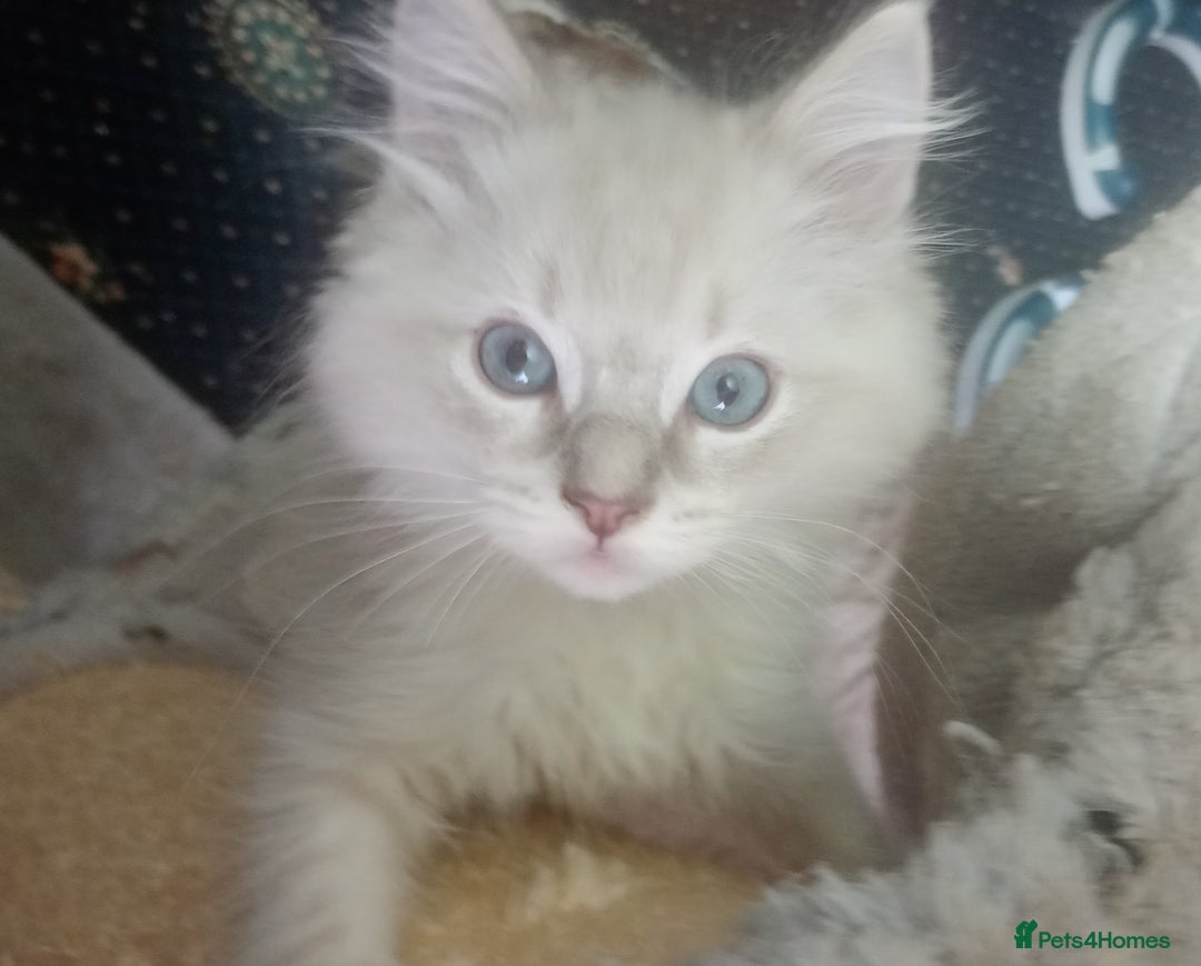 Ragdoll cats for sale: Beautiful full ragdoll kittens £695 - Advert 36