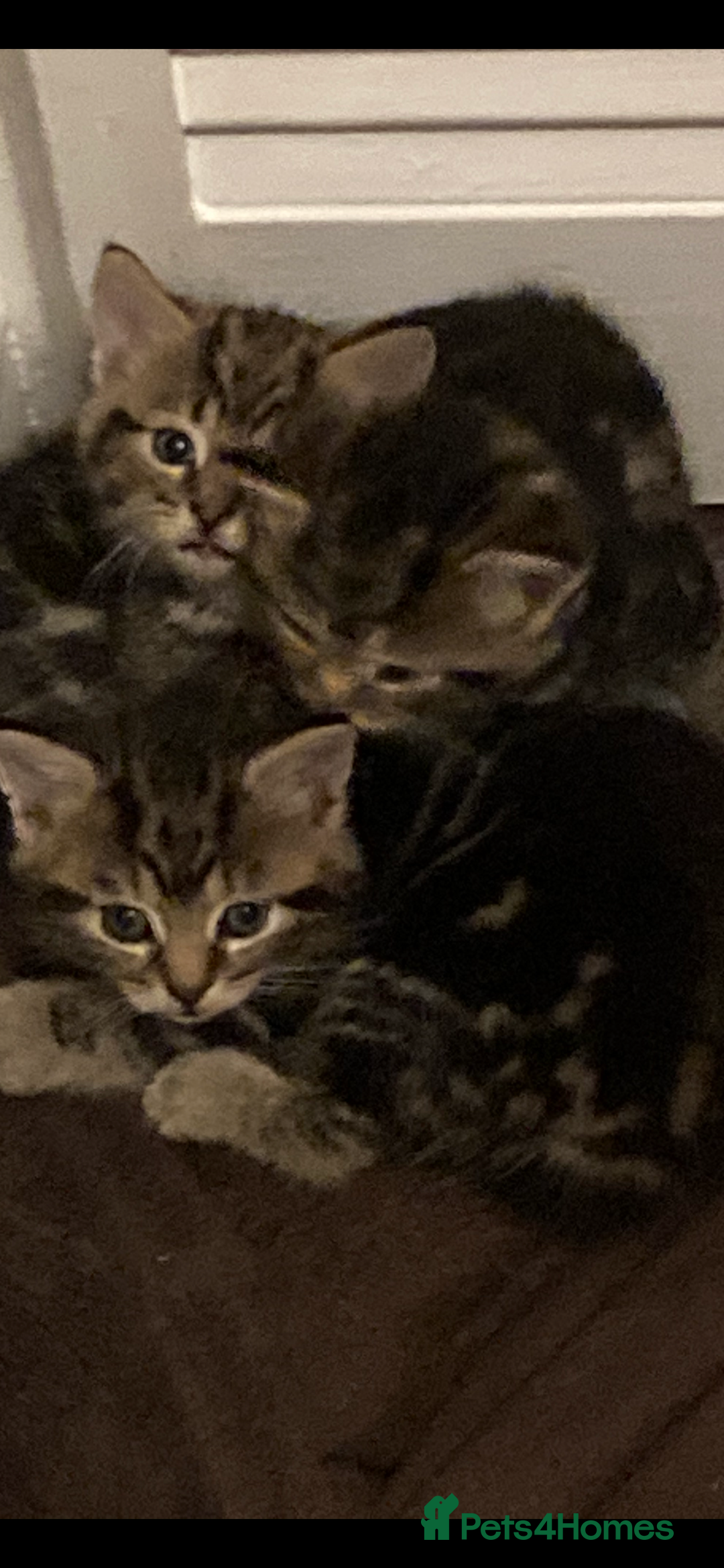 Mixed Breed cats for sale: Tabbie cross bengal - Image 6