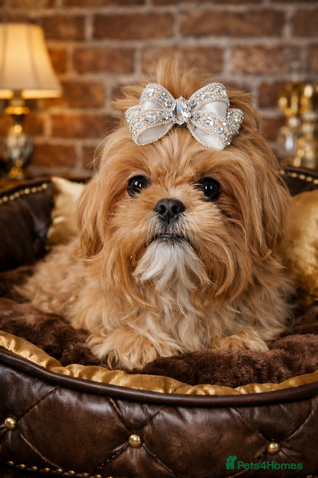 Shih Tzu dogs 💜 Imperial Shih Tzu – Lavender Apricot Girl KC - Advert 4