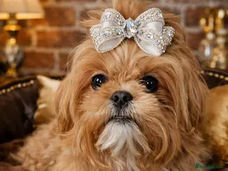 Shih Tzu dogs 💜 Imperial Shih Tzu – Lavender Apricot Girl KC - Advert 4