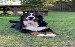 Bernese Mountain Dog dogs for sale: 9 months old girl KC  - Image 8