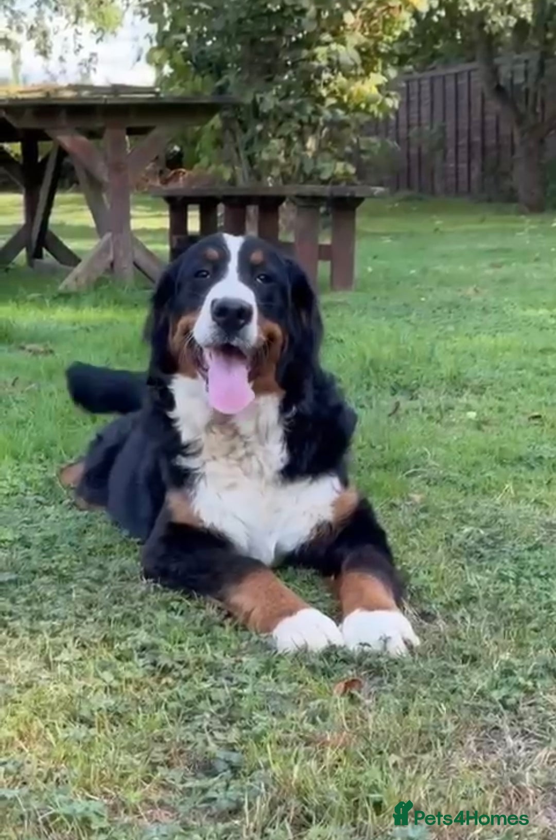 Bernese Mountain Dog dogs for sale: 9 months old girl KC  - Image 8