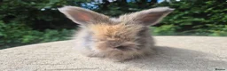 Angora rabbits for sale: 🌟STUNNING ANGORA BABIES- maxi full face 🌟 - Advert 24