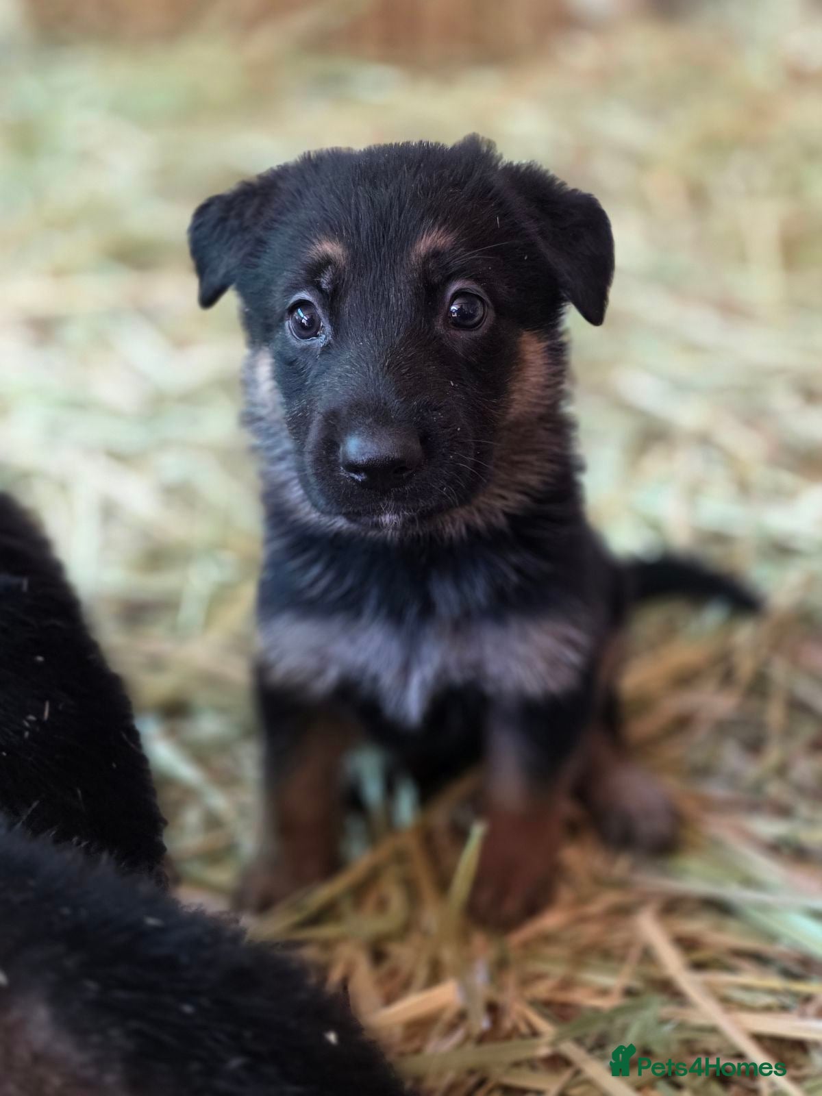 German Shepherd dogs Beautiful German Shepherd puppies - Advert 7
