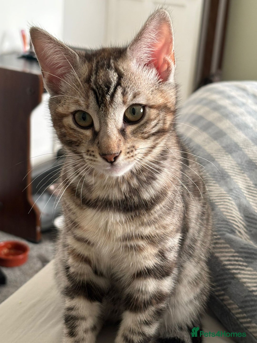 Bengal cats for sale: Half Bengal Female - Advert 5