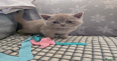 British Shorthair cats for sale - Advert 11