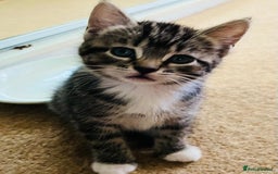 Mixed Breed cats for sale: 5 Gorgeous Happy Babies (Ready to Go) - Image 9