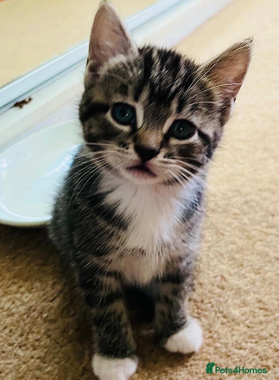 Mixed Breed cats for sale: 5 Gorgeous Happy Babies (Ready to Go) - Image 9