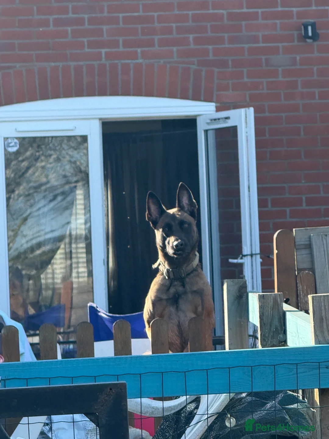 Belgian Shepherd Dog dogs for sale: 🐾 Ruby – Looking for Her Forever Home 🐾 - Advert 2