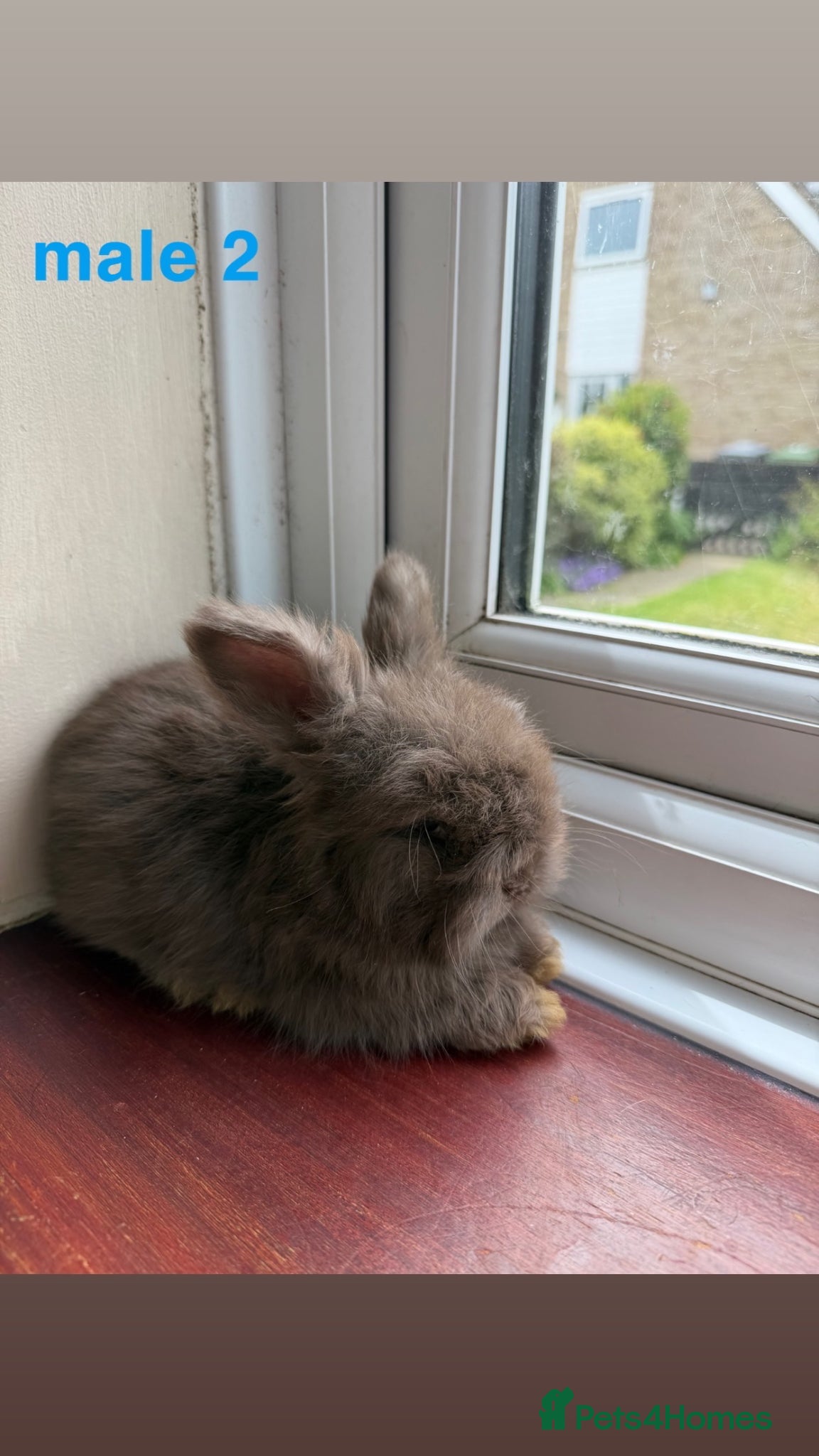Angora rabbits for sale: pedigree english angora  - Advert 10