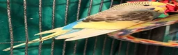 Budgerigars birds for sale: NON-FLYERS  Pair of Budgies – £40 for the pair - Advert 12