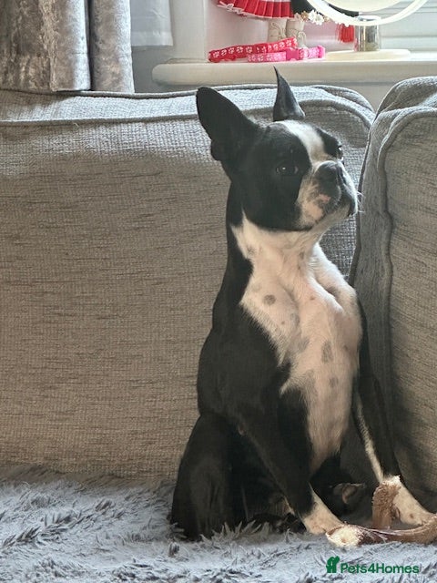 Boston Terrier dogs Boston Terrier puppies KC Reg 1 Girl left - Advert 2
