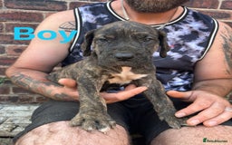 Mixed Breed dogs for sale: Daniff Puppies. Great Dane x Mastiff Ready 23/08 - Image 6