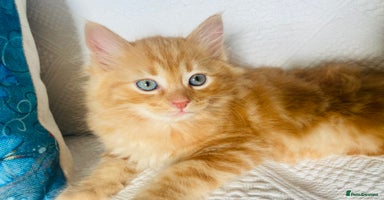 Ragcoon cats - Advert 1