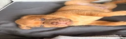 Dogue De Bordeaux dogs for sale: Stunning KC Dogue de Bordeaux Puppies - Advert 16