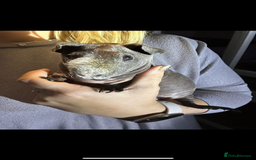 Guinea Pig rodents for sale: Guinea pigs  - Image 3