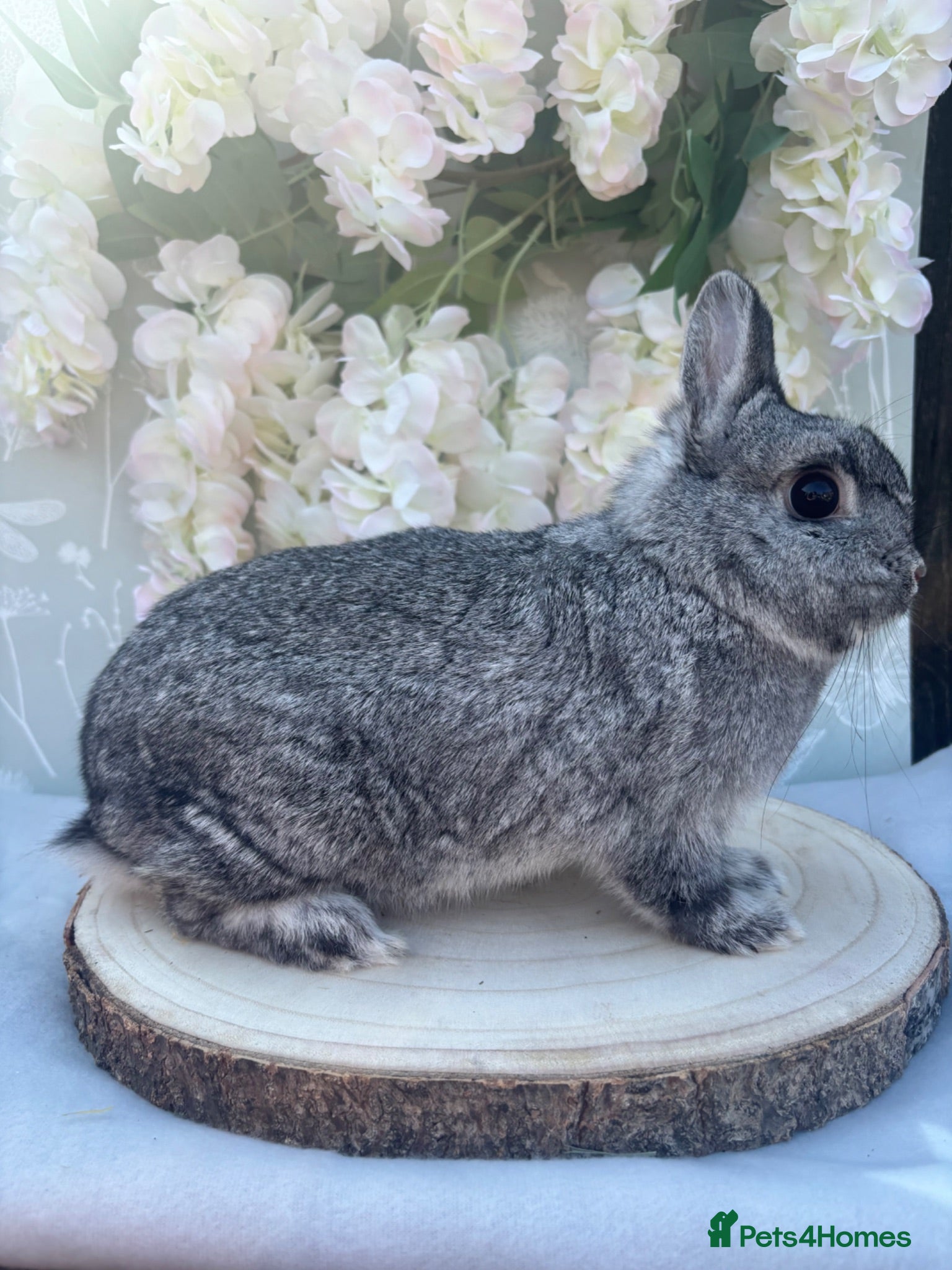 Netherland Dwarf rabbits Netherland dwarfs 👀🏡 5⭐️ only  - Advert 18
