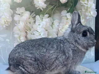 Netherland Dwarf rabbits Netherland dwarfs 👀🏡 5⭐️ only - Advert 18