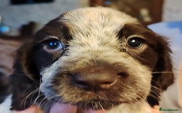 Sprocker dogs for sale: Gorgeous Sprocker Spaniel puppies. - Image 5