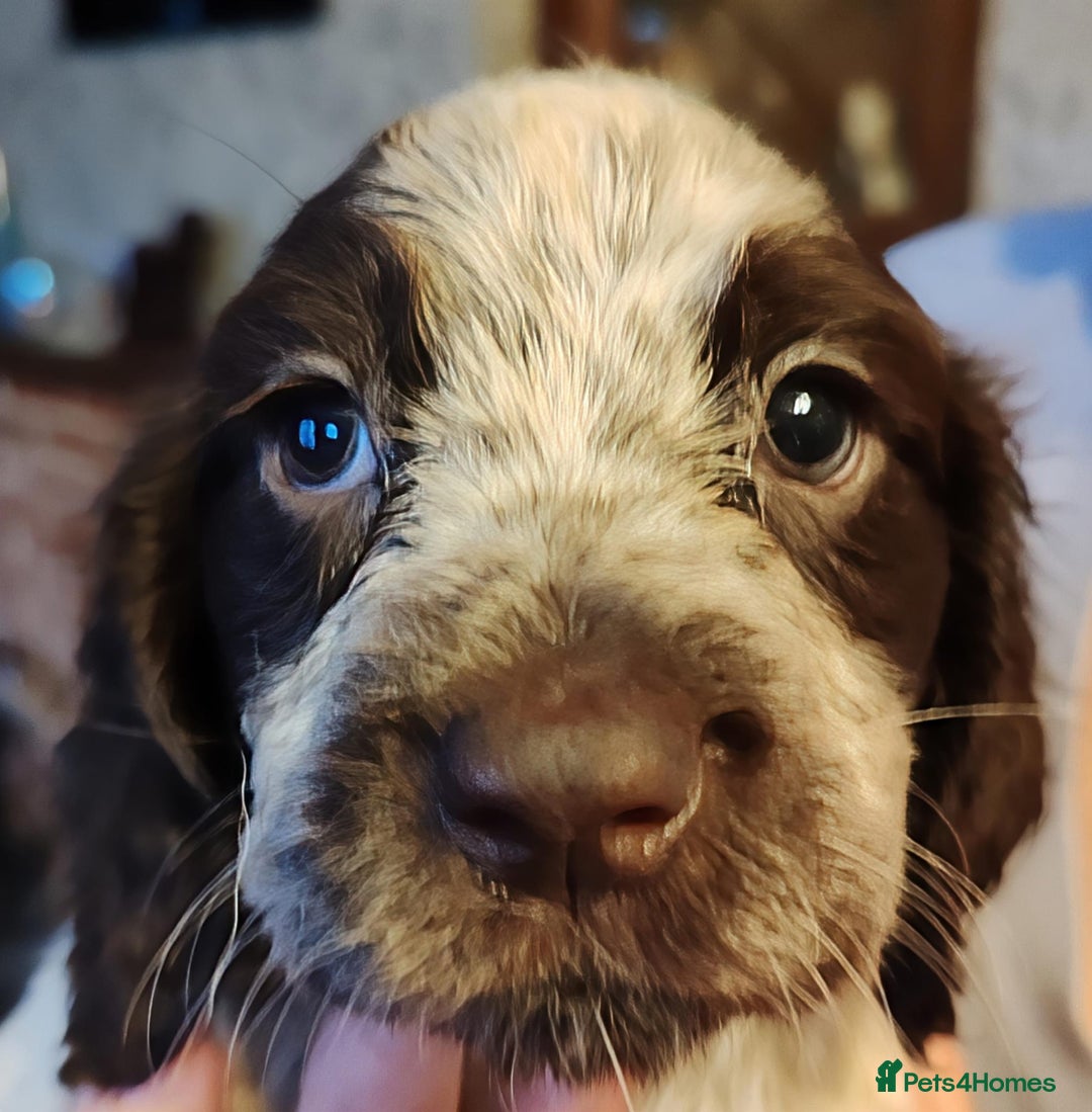 Sprocker dogs for sale: Gorgeous Sprocker Spaniel puppies. - Image 5