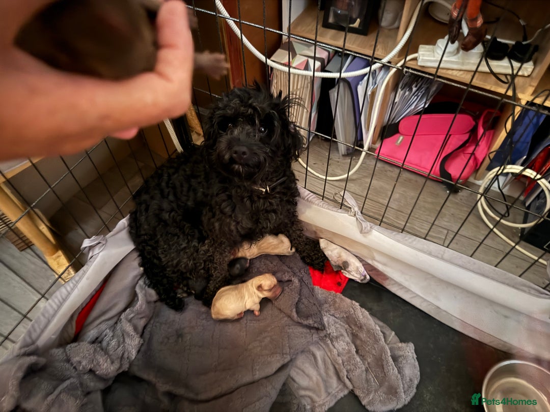 Mixed Breed dogs for sale: Mixed Breed Puppies  - Image 9