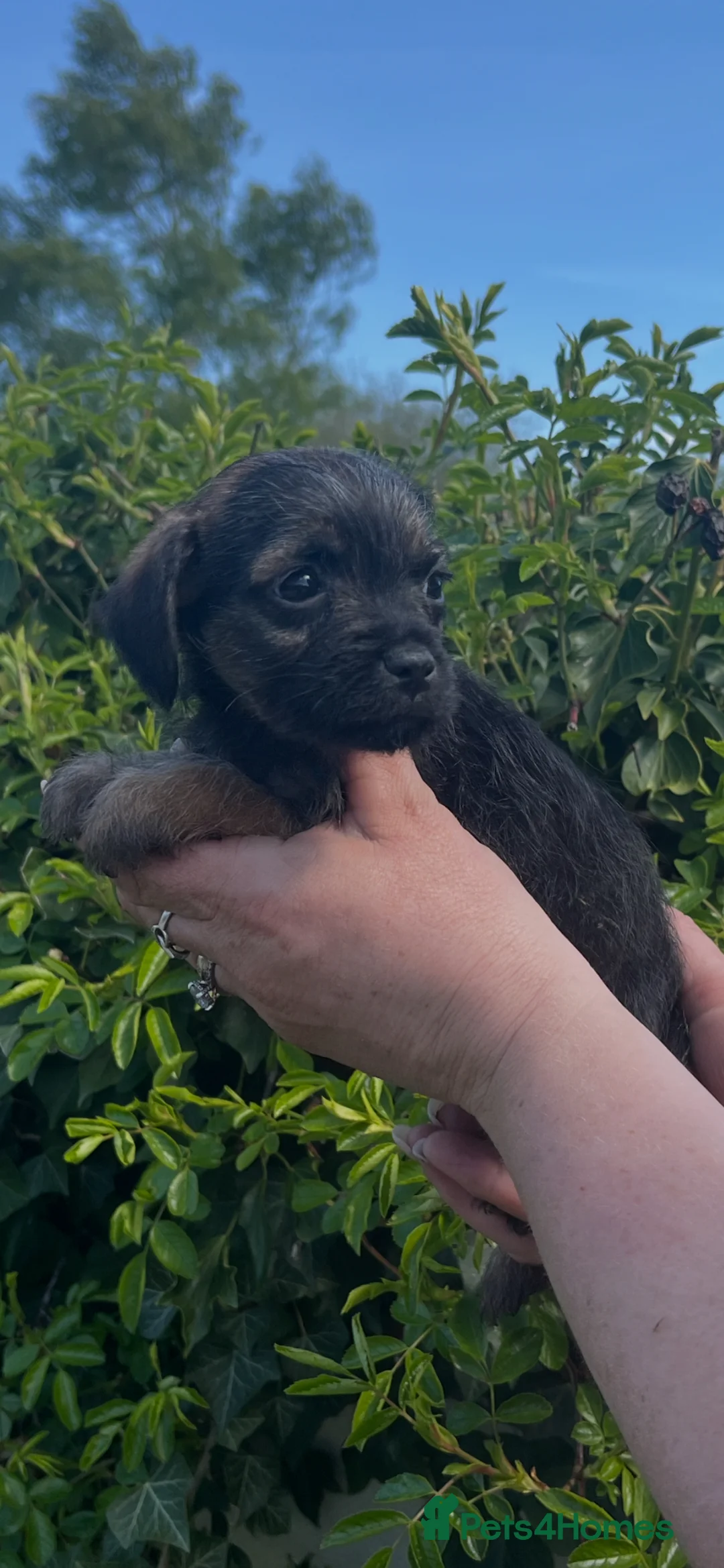Border Terrier dogs for sale: Beautiful KC registered border terrier pups - Advert 1