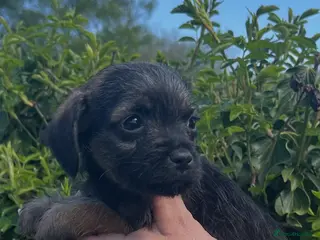 Border Terrier dogs Beautiful KC registered border terrier pups - Advert 3
