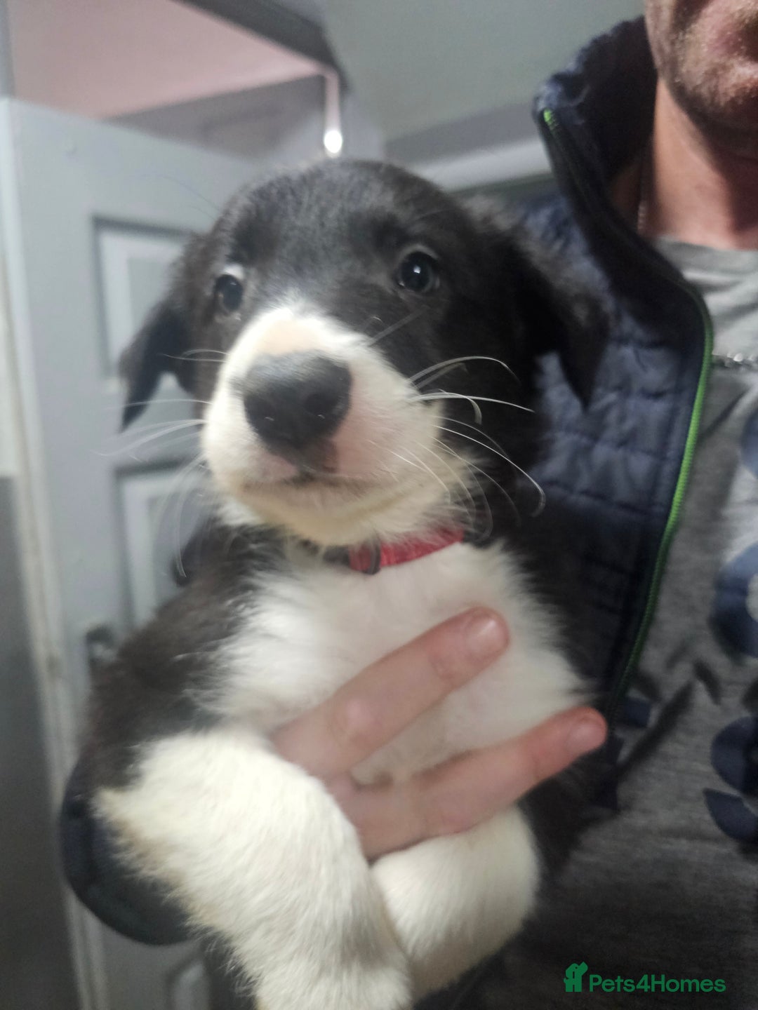 Border Collie dogs for sale: Ready NOW - One Border Collie Pup Left - Advert 36