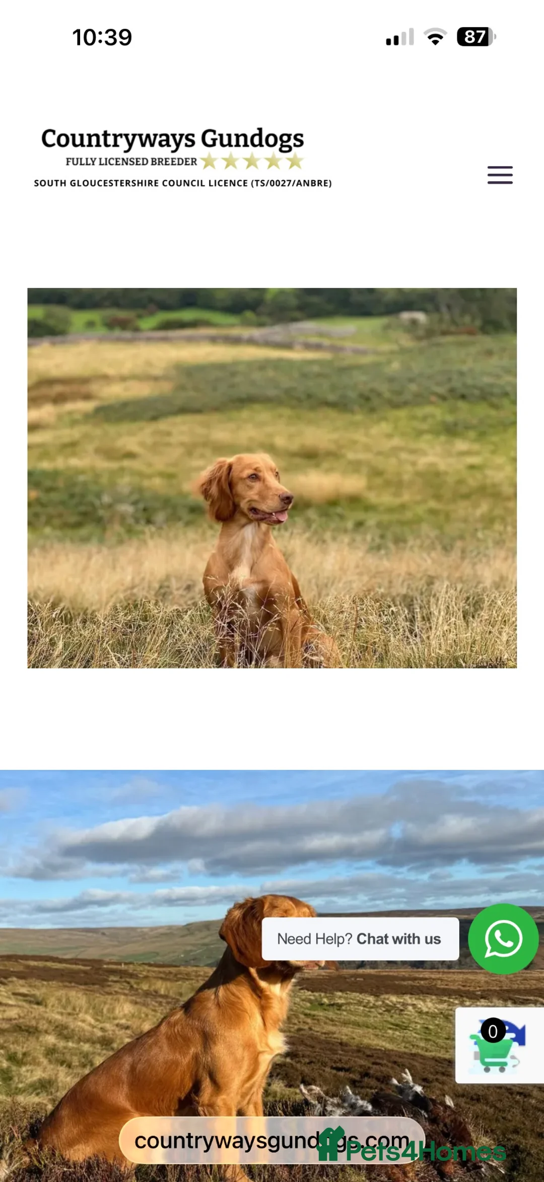 Cocker Spaniel dogs for sale: Working cocker spaniel pups - Advert 8