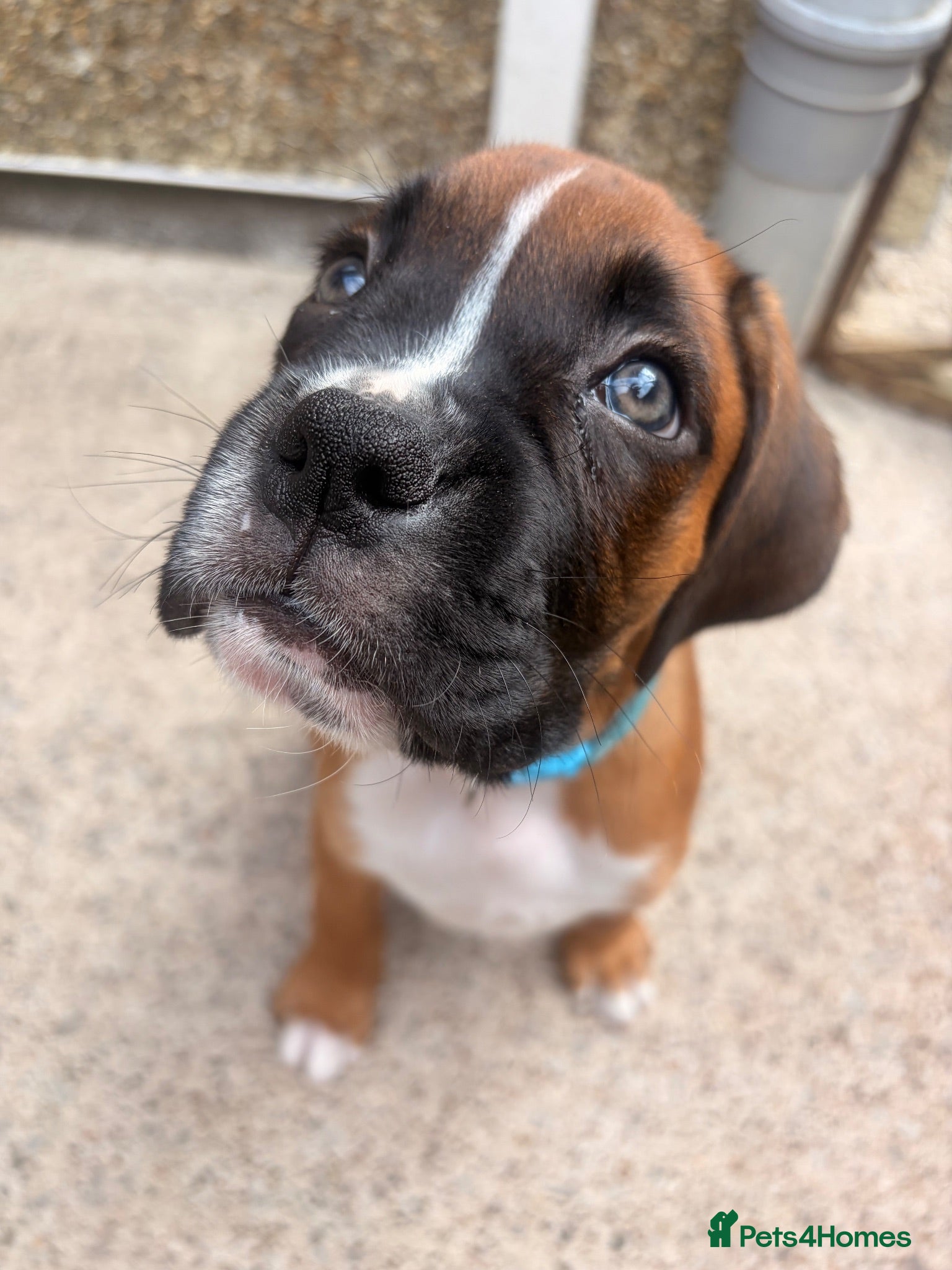 Boxer dogs Sir Alfie  - Advert 13