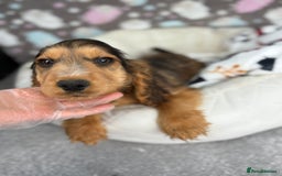 Cocker Spaniel dogs for sale: Show spaniel pups from kc/ health tested parents  - Image 2