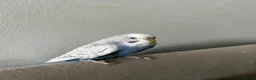 Budgerigars birds for sale: 4 budgies for sale. in Birmingham - Advert 12